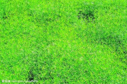 草地植物的生长周期