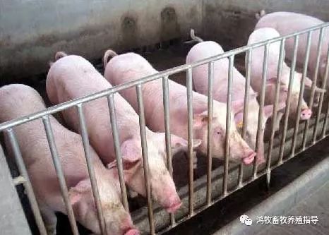 猪饮水器水温影响猪只生长与发育