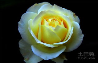 月季的生长环境