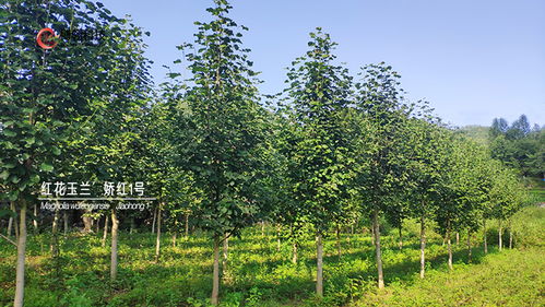 十一月份：冬天到了 封冻前要灌水哦