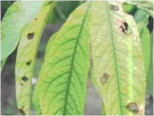 胡枝子病虫害综合管理