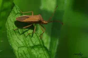 混合农药，双管齐下