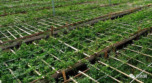 刚发芽的苗浇水那些事儿