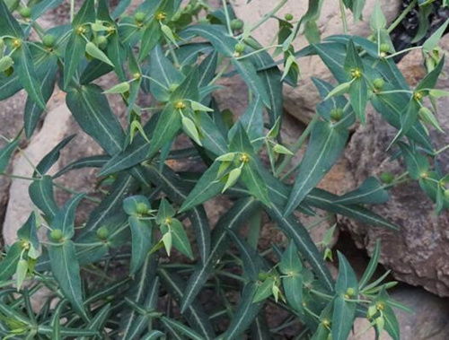 谷子种植土壤问题