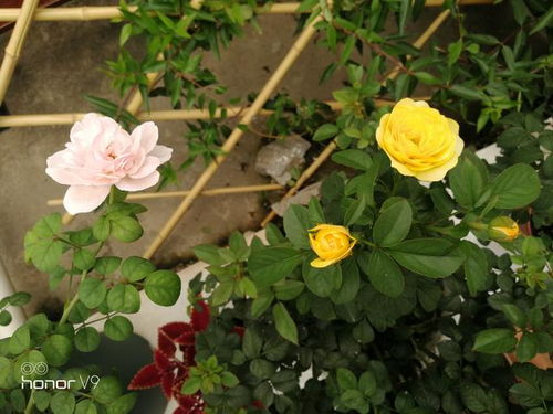 月亮王阳台月季的花期是多久？