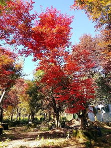 鸡爪槭的形态特征