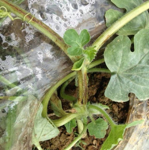 多菌灵对西瓜蔓枯病和枯萎病有效吗？与根瘤病有何区别？