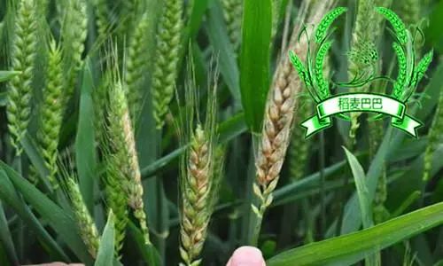 多种病害通杀， 效果显著