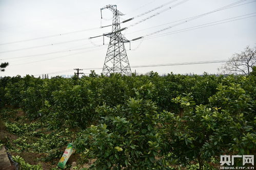 南昌东湖菜农转型种苗木， 产业变革助力脱贫成效显著