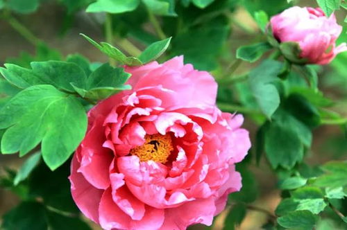 五、注意病虫害防治