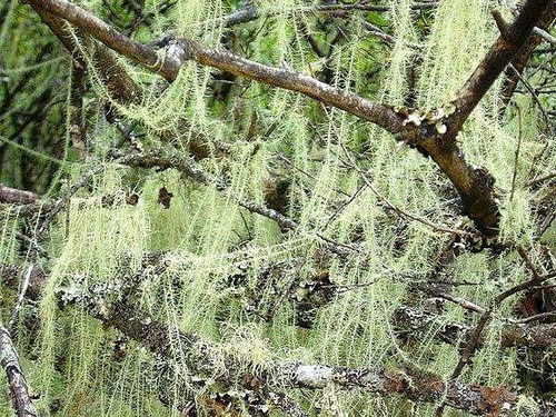 树下花草，点缀庭院之美