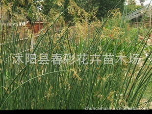 水培水葱的方法