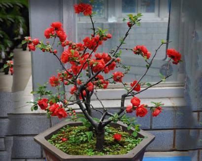 海棠花市场价格不一，盆栽海棠花养殖需注意土壤、光照和浇水