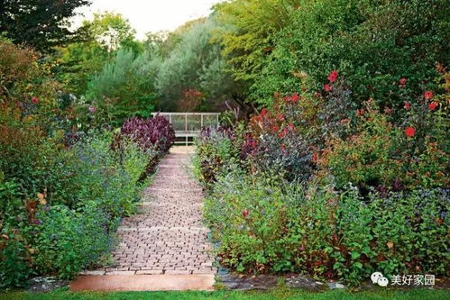 推荐：适合我家庭院种植的连翘品种