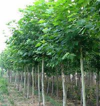 第二步：修剪整形， 让它堪起来梗精神