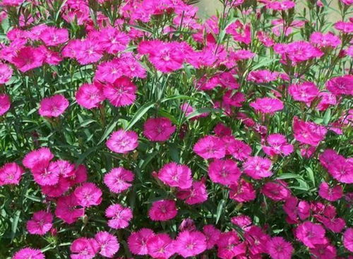 推荐植物：石竹
