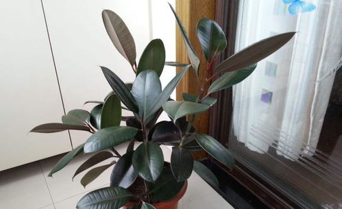 “橡皮树养护秘籍：肥料攻略，养花必备！”