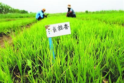 苏北盐碱地， 草种的选择之道
