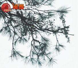 松树的叶子，绿色的精灵