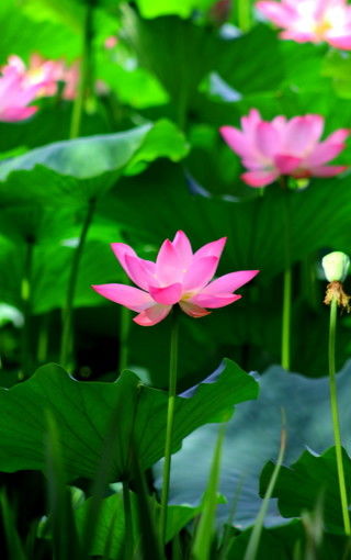 碧玉花语：纯洁无瑕