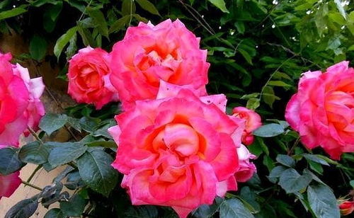 鲜艳花瓣的秘密