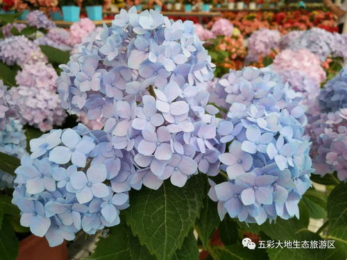 无尽夏绣球怎么养？养护技巧新手一看就会