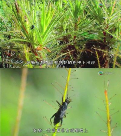 捕蝇草为什么越养越小？是营养不良还是生长环境出了问题
