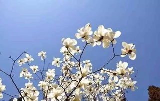 黄玉兰花象征着坚韧生命和无尽希望