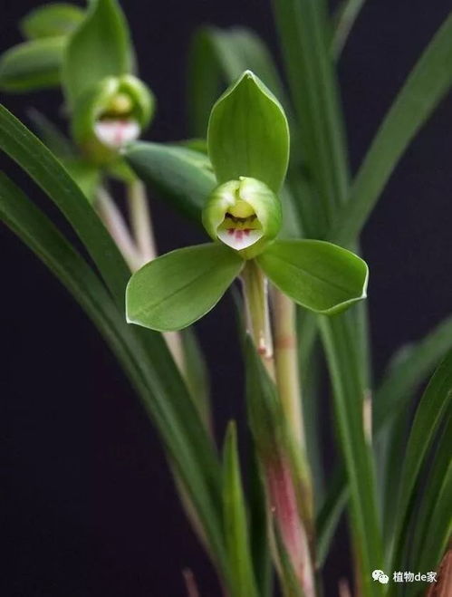 浸泡催芽的技巧