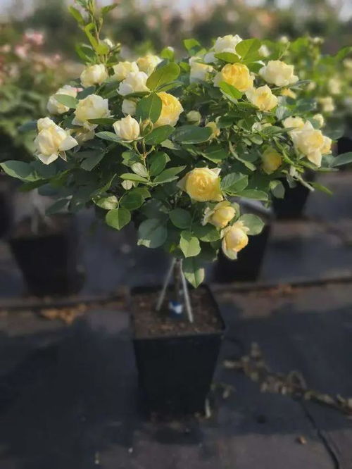 微型月季果汁阳台也嫩在0度以上开花，表现超级棒！