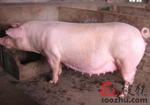 如何快速识别霉变、高水分、劣质玉米，养猪人一kan便知？