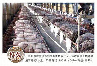 养猪舍氨气危害大，降氨浓度保健康