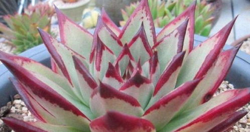 小乌木：东云系的代表