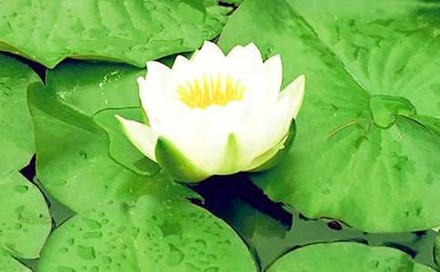 睡莲生长小记：从发芽到开花的奇妙旅程