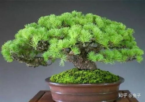 夏季打药的注意事项