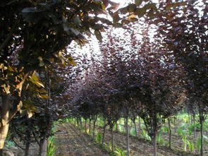 教育价值：植物学的小帮手