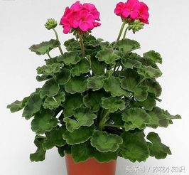 处理盆土板结的绝招