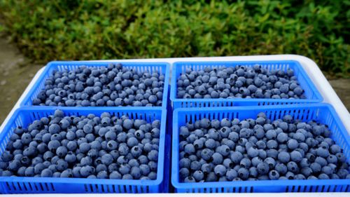 南方多雨， 蓝莓种植的难题