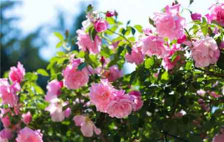 它代表着怎样的情感和寓意呢？