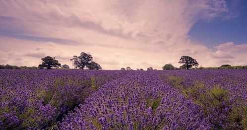 花伴侣：认识中国野生及栽培植物上万种