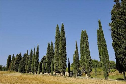 坟头柏树的挑选