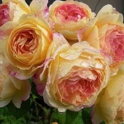 詹森月季的真实身份