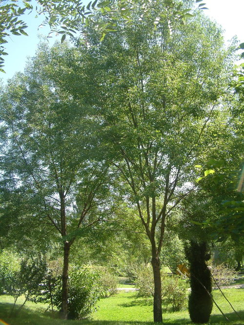 白蜡树的病虫害特点