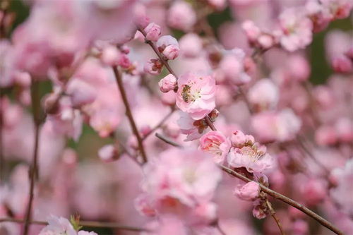 桃花：春天的粉色舞者