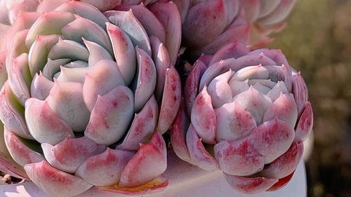 多肉巧克力养护秘籍，轻松养出爆品花！