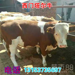 甘肃成县鲁西黄牛改良工作进展顺利