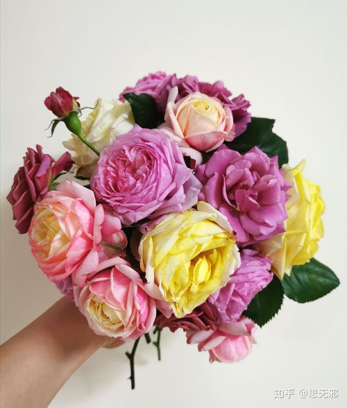 火鹤：红色的热烈