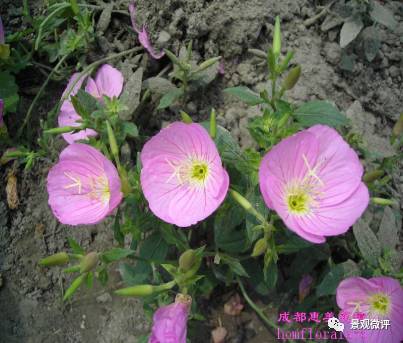 生长习性：低养护、 易管理