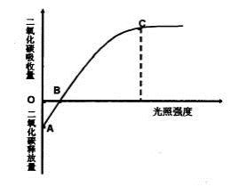 薄荷在阳光充足的环境下进行光合作用