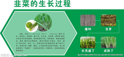 一、韭菜发黄原因大揭秘